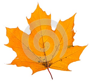Yellow maple leaf on a white background is the most commonly used sun symbol photo