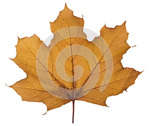 Yellow maple leaf on a white background is the most commonly used sun symbol