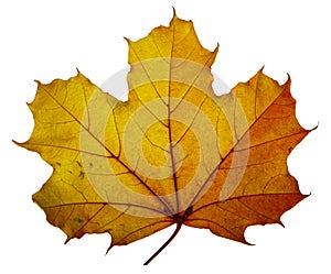 Yellow maple leaf on a white background is the most commonly used sun symbol photo