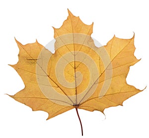 Yellow maple leaf on a white background is the most commonly used sun symbol photo