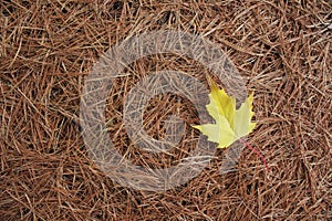 Yellow Maple Leaf on White Pine Needles