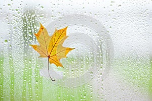 Yellow maple leaf on window glass with rain drops in the autumn rainy day, season is fall