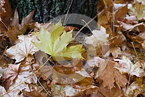 Yellow maple leaf among withered leaves under the tree. Autumn concept.