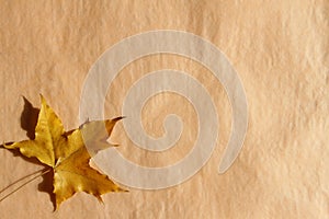 Yellow maple leaf on yellow background