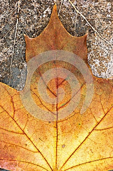 Yellow maple leave on dried leaves skeletons background closeup