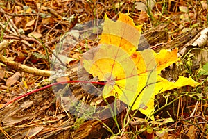 Yellow maple leave