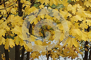 Yellow maple leaves in the autumn