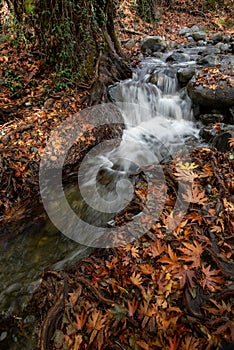 Yellow maple leaves in autumn and flowing river. Fall season in the forest