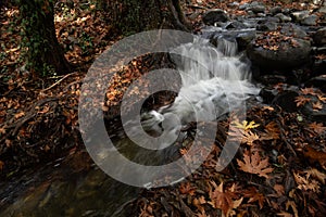 Yellow maple leaves in autumn and flowing river. Fall season in the forest