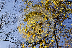 Yellow Maple Leaves in Autunm Forest