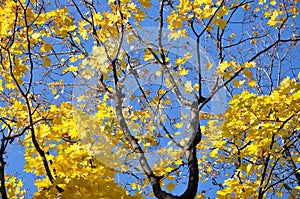 Yellow maple leaves on the background of blue sky