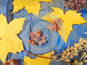 Yellow maple leaves and dry fruits of mountain ash and sucker on a blue wooden background