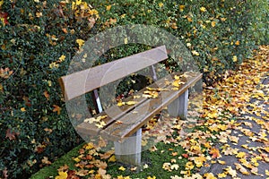 Yellow maple leaves falling on a park bench in autumn