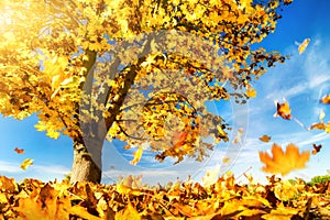 Yellow maple leaves falling to the ground