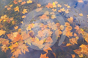 Yellow maple leaves falling into water, autumn weather inspiration.