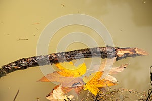 Yellow maple leaves float in a yellow mountain lake in autumn in the Carpathians, the leaves in the water