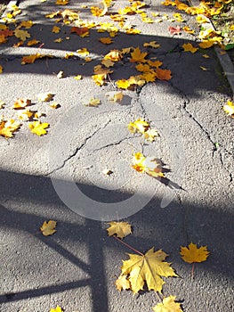 Yellow maple leaves on gray asphalt. Vertical photo