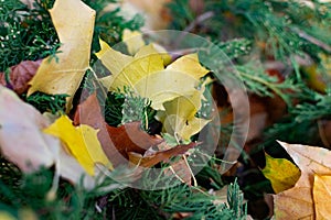 Yellow maple leaves in a green coniferous bush, autumn leaf fall, beautiful photograph of the velvet season