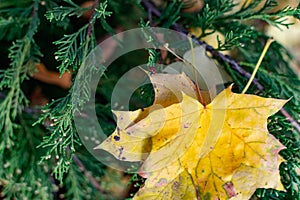 Yellow maple leaves in a green coniferous bush, autumn leaf fall, beautiful photograph of the velvet season