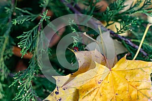 Yellow maple leaves in a green coniferous bush, autumn leaf fall, beautiful photograph of the velvet season