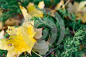 Yellow maple leaves in a green coniferous bush, autumn leaf fall, beautiful photograph of the velvet season