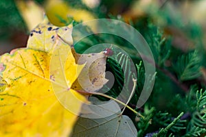 Yellow maple leaves in a green coniferous bush, autumn leaf fall, beautiful photograph of the velvet season