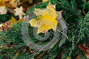 Yellow maple leaves in a green coniferous bush, autumn leaf fall, beautiful photograph of the velvet season