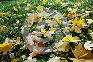 Yellow maple leaves on green grass