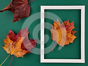 Yellow maple leaves lie on a colored background with a white wooden frame.Space for text