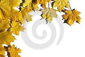 Yellow maple leaves lie in the form of a frame on a white background photo