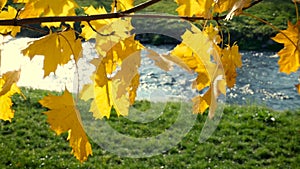 Yellow maple leaves move in wind with river in background in slow motion