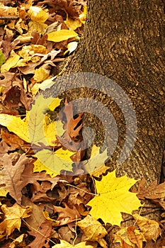 Yellow maple leaves and root