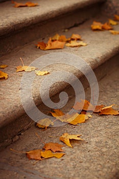 Yellow maple leaves on the stairs