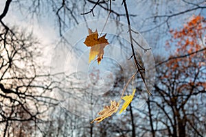 Yellow maple leaves on tree branches in the sunlight against a blue autumn sky. Abstract natural background for design and text.