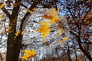 Yellow maple leaves on tree branches in the sunlight against a blue autumn sky. Abstract natural background for design and text.