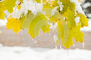 Yellow maple leaves on the tree covered with ice in a background of road