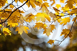 Yellow maple leaves vias on a tree against a blue sky.