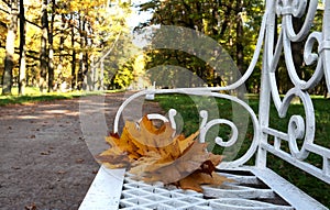 Yellow maple leaves on a white bench in an autumn park.