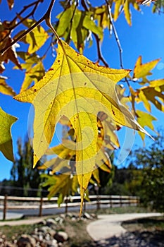 Yellow maple tree in Jess Martin Park, Julian, California photo