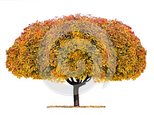 Yellow maple tree isolated