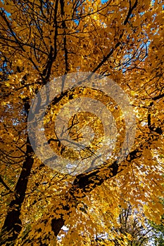 Yellow Maple Tree Leaves