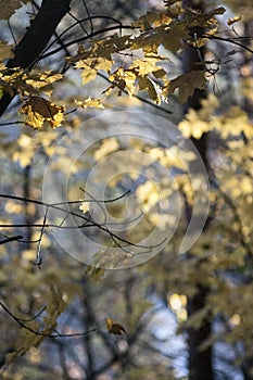 Yellow maple trees in autumn
