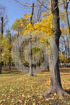 Yellow maples with the background of blue sky