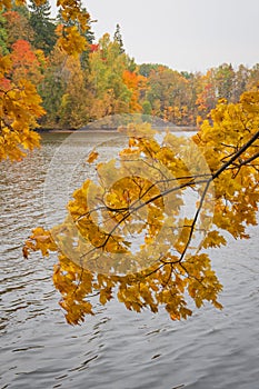 Yellow mapple tree branch with the river in background