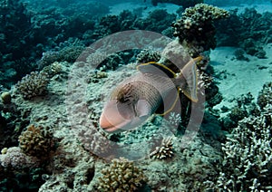 Yellow margin Triggerfish