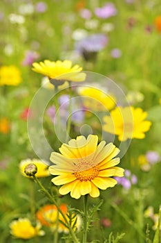 Yellow Marguerite flowers photo