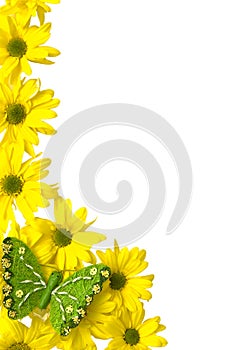 Yellow marguerites