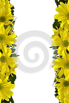 Yellow marguerites