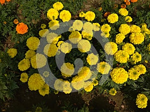 Yellow marigold