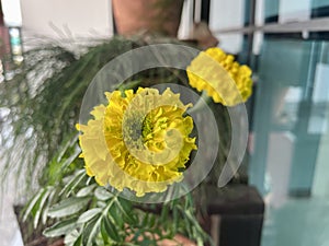 Yellow marigold blooming in a pot